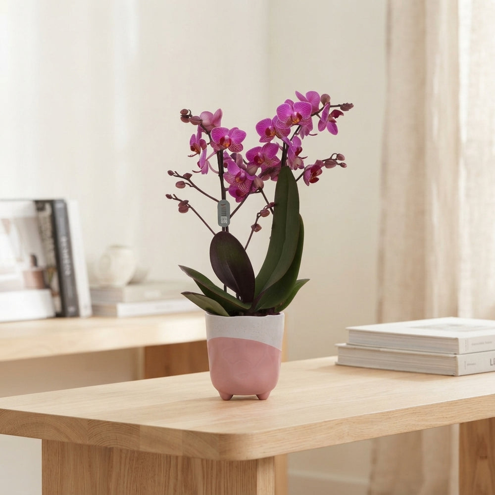 Mixed Phalaenopsis Orchid – 2 Stem, 12cm Ceramic Pot