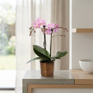 Mixed Phalaenopsis Orchid – 2 Stem, 12cm Pot