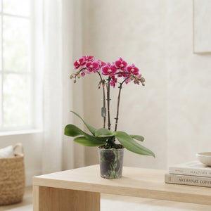 Phalaenopsis Multifloratype Orchid – 9cm Pot, 35cm High