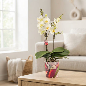 Phalaenopsis Orchid 'Lausanne' – 2 Stem, 12cm Pot