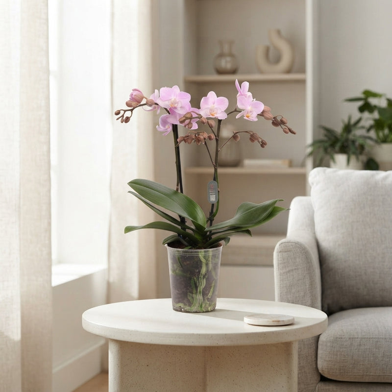 Pink Phalaenopsis Orchid – 9cm Pot, 35cm Height