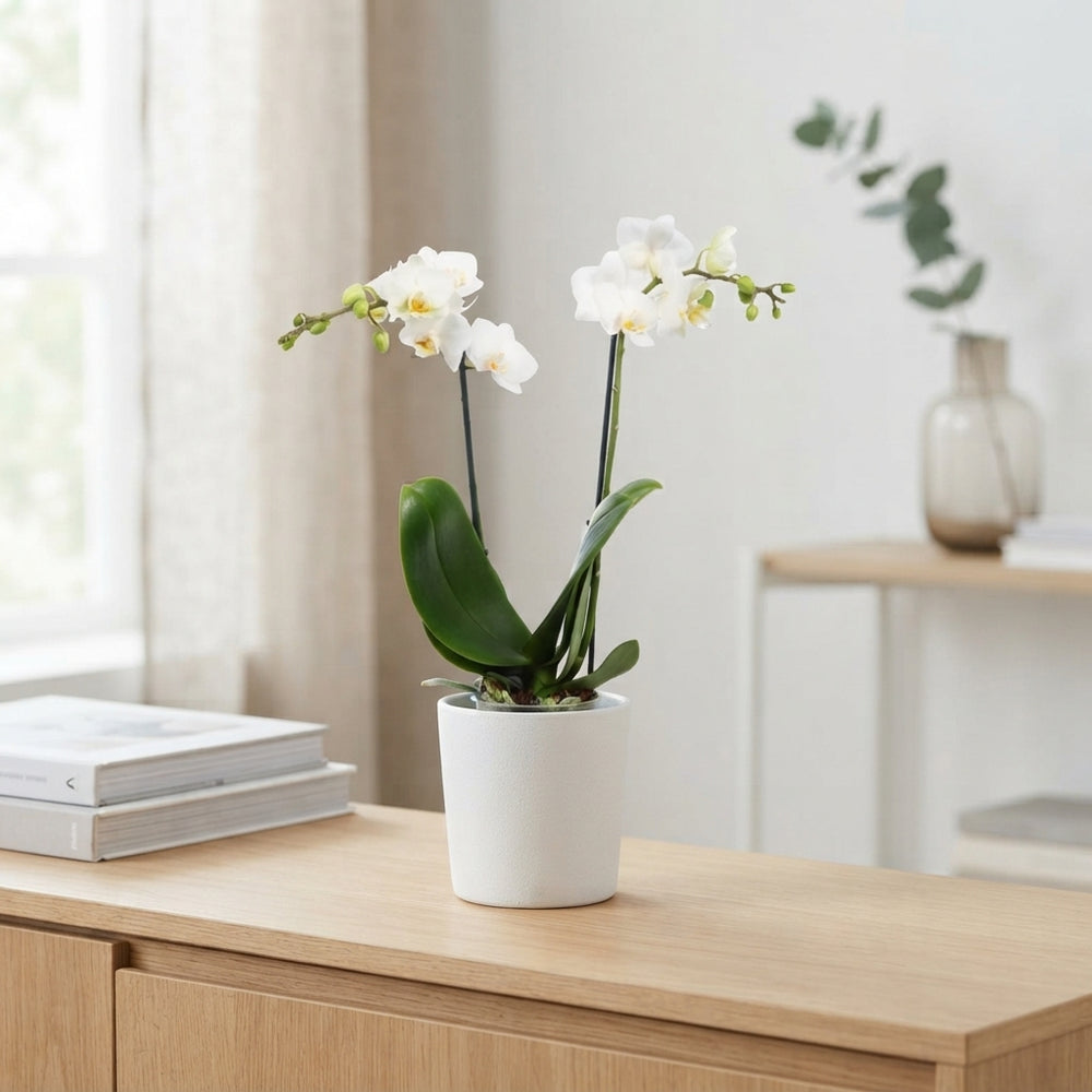 White Phalaenopsis Orchid – 9cm Pot