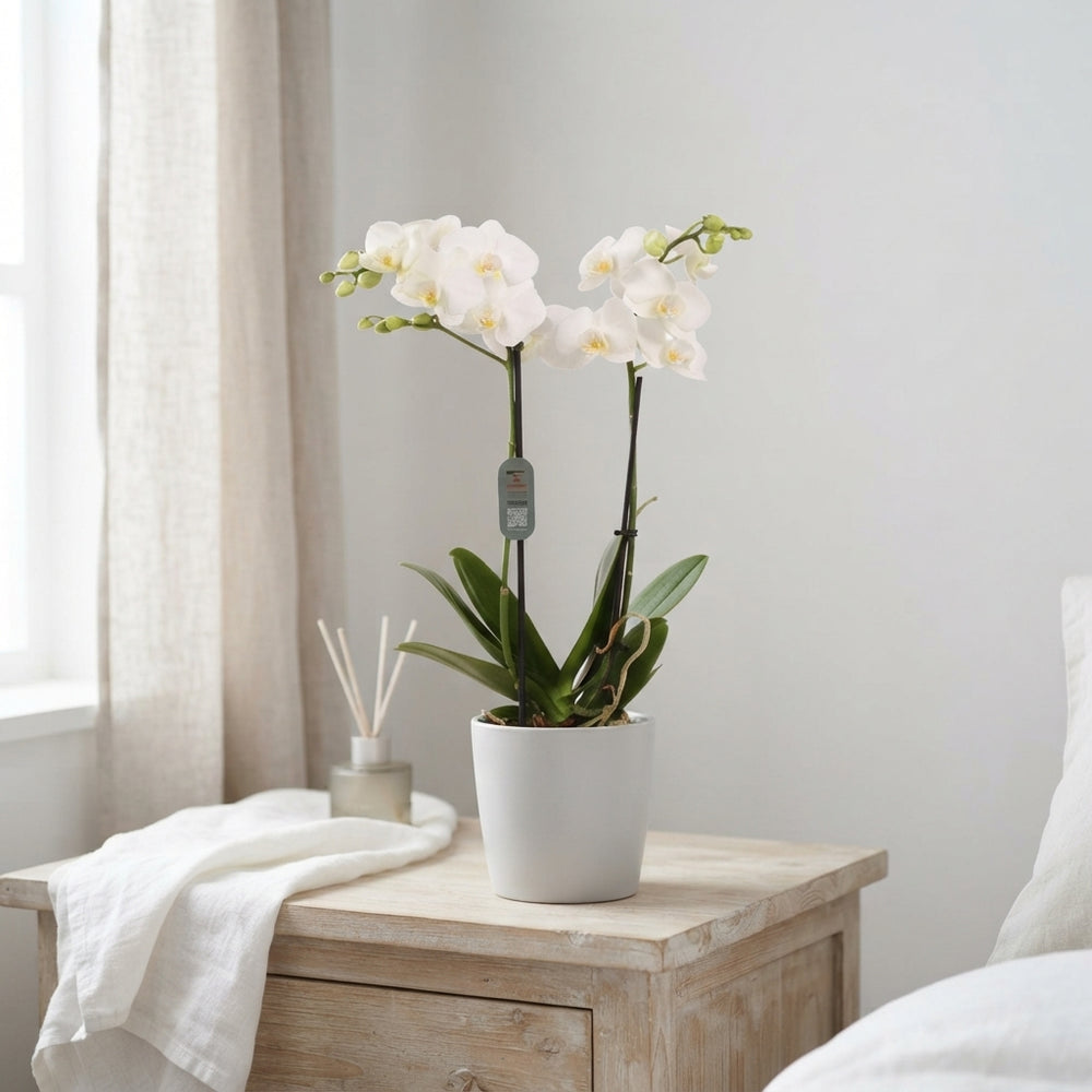 White Phalaenopsis Orchid – 2 Stem, 12cm Ceramic Pot
