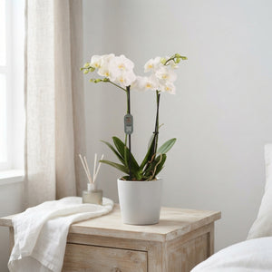 White Phalaenopsis Orchid – 2 Stem, 12cm Ceramic Pot