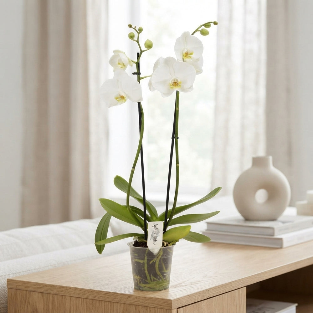 White Phalaenopsis Orchid – 2 Stem, 12cm Pot
