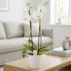 White Phalaenopsis Orchid – 2 Stem, 12cm Pot