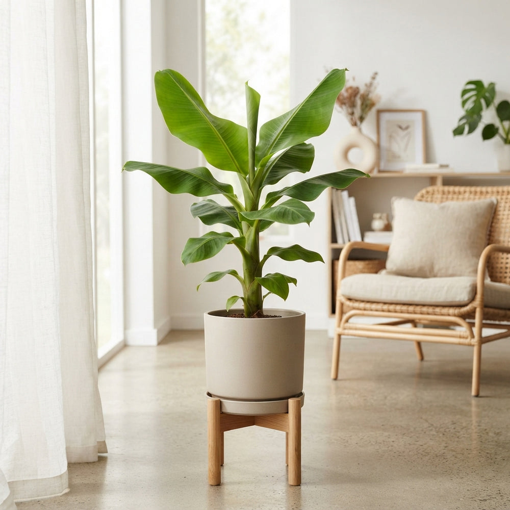 Banana Plant (Musa) – 21cm Pot, 50cm High
