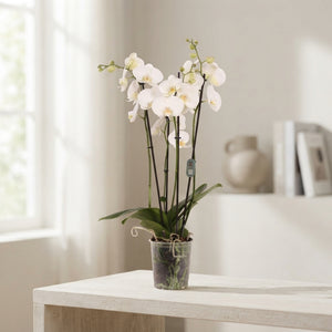White Phalaenopsis Orchid – 5 Stem, 12cm Pot