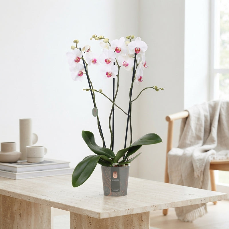 Red Phalaenopsis Orchid – 3 Stems, 12cm Pot