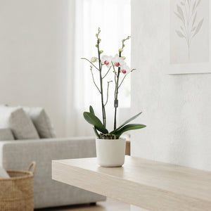 White Phalaenopsis Orchid ‘Red Lips’ – 12cm Pot