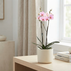 Pink Phalaenopsis Orchid – 2 Stem, 12cm Pot
