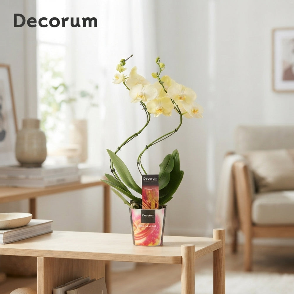 Mixed Phalaenopsis Orchid – 2 Stems, 12cm Pot