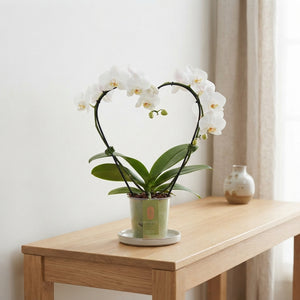 White Phalaenopsis Orchid – 9cm Pot, 35cm High