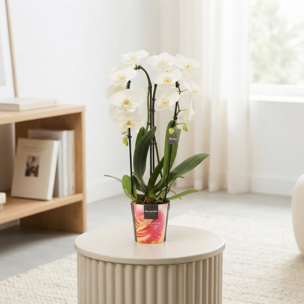 White Phalaenopsis Orchid – 2 Stem, 12cm Pot