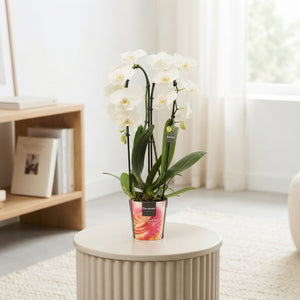 White Phalaenopsis Orchid – 2 Stem, 12cm Pot