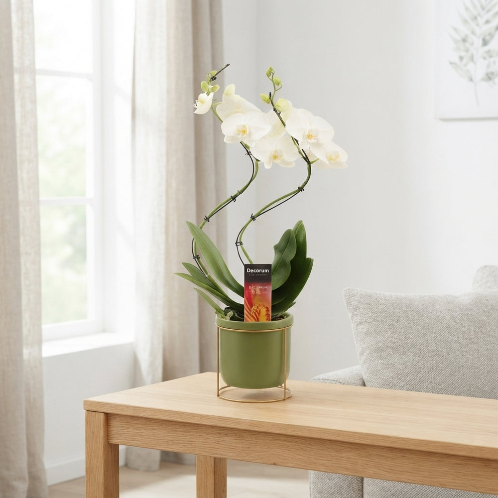 White Phalaenopsis Orchid – 2 Stem, 12cm Ceramic Pot