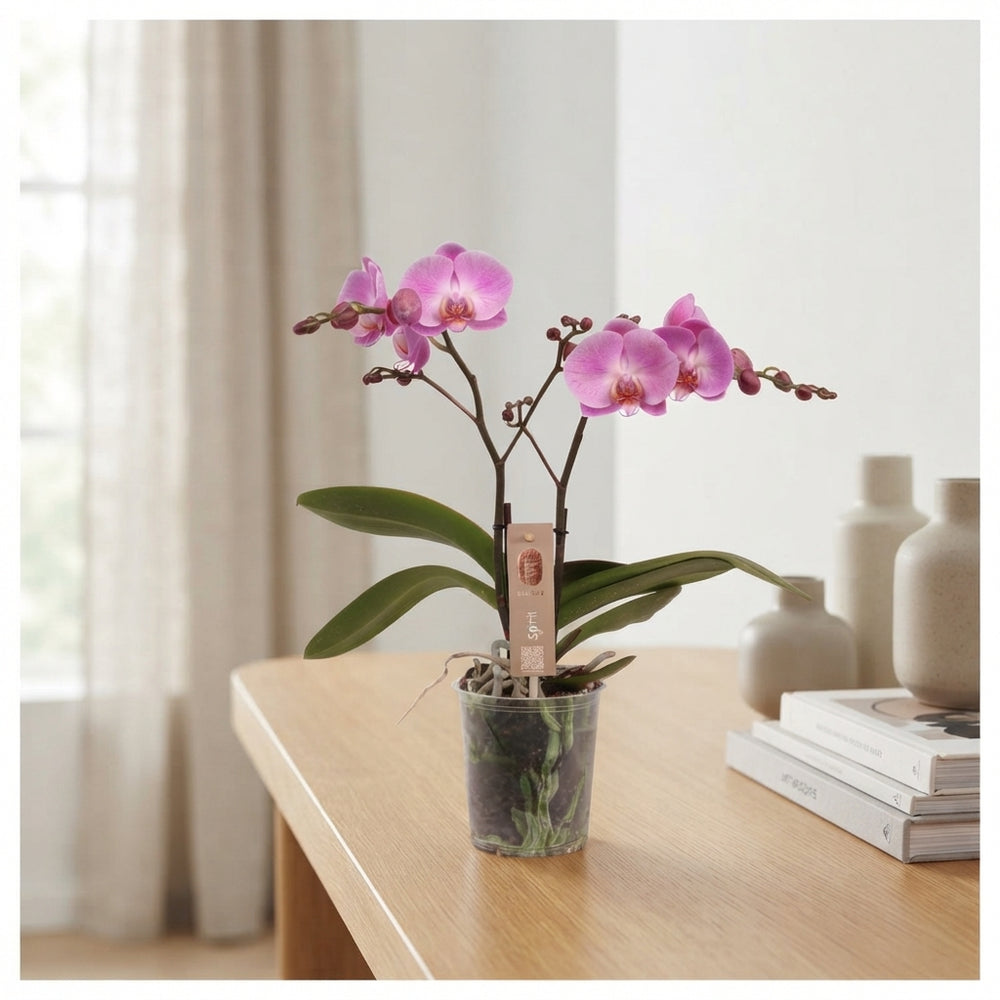 White Phalaenopsis Orchid – 3 Stem, 12cm Pot