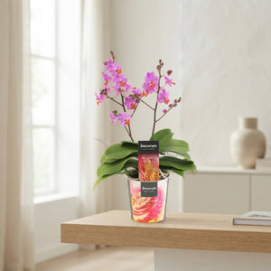 Purple Phalaenopsis Orchid – 2 Stem, 12cm Pot