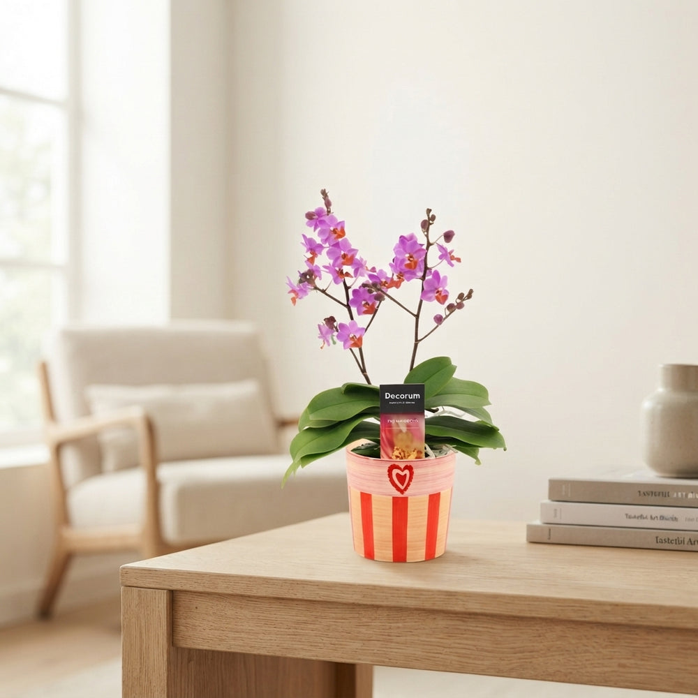 Purple Phalaenopsis Orchid – 2 Stem, 12cm Ceramic Pot