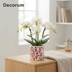 White Phalaenopsis Orchid – 4 Stem, 12cm Ceramic Pot