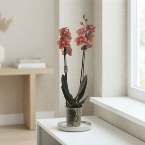 White Phalaenopsis Orchid ‘Toulon’ – 12cm Pot