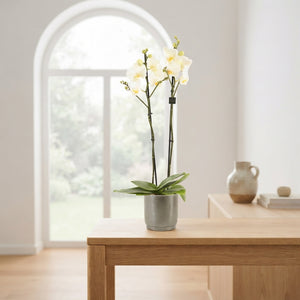White Phalaenopsis Orchid – 3 Stem, 12cm Ceramic Pot