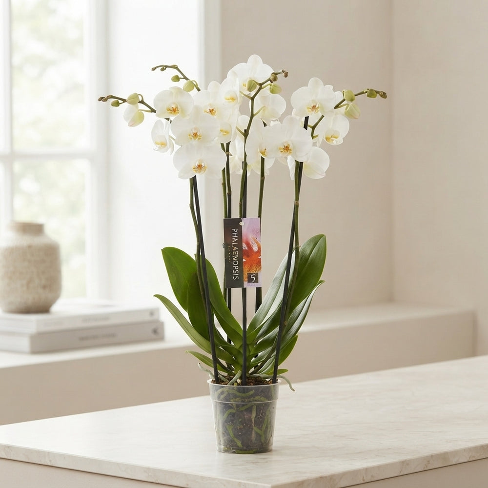 White Phalaenopsis Orchid – 6 Stem, 12cm Pot