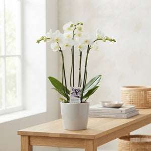 White Phalaenopsis Orchid – 4 Stem, 12cm Pot