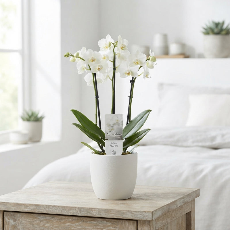 White Phalaenopsis Orchid – 3 Stem, 12cm Pot