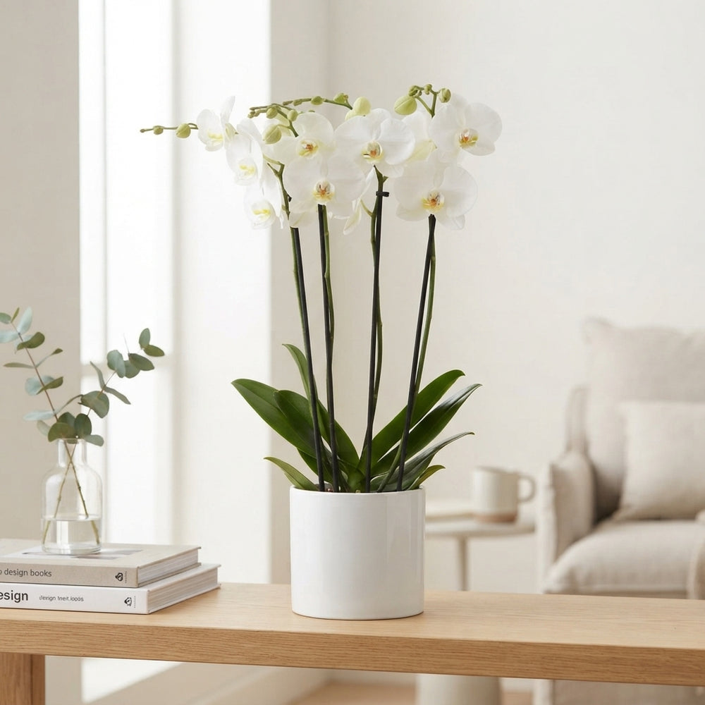 White Phalaenopsis Orchid – 4 Stem, 12cm Pot