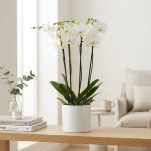 White Phalaenopsis Orchid – 4 Stem, 12cm Pot