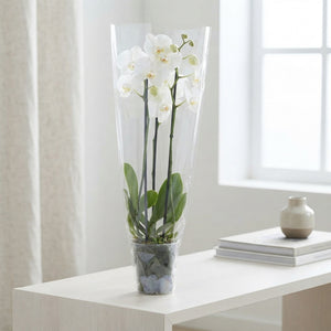 White Phalaenopsis Orchid – 3 Stem, 12cm Pot