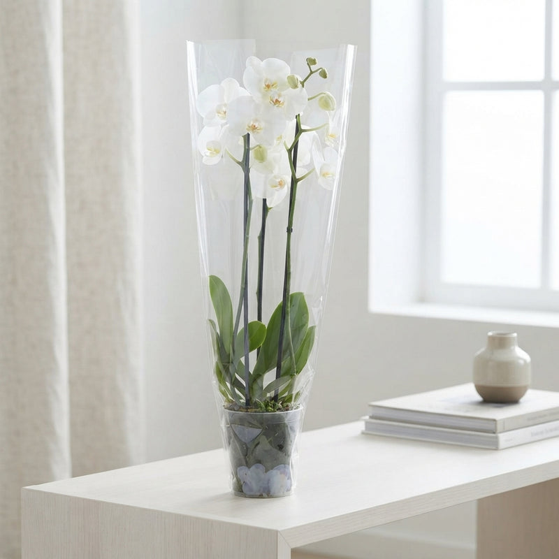 White Phalaenopsis Orchid – 3 Stem, 12cm Pot