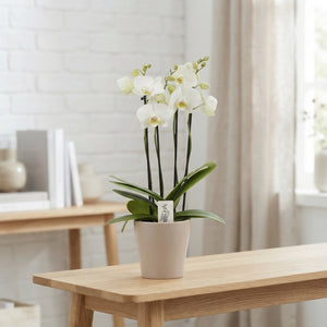 White Phalaenopsis Orchid – 4 Stem, 12cm Ceramic Pot