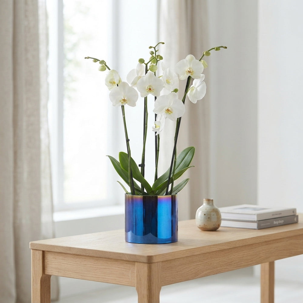 White Phalaenopsis Orchid – 4 Stem, 12cm Pot