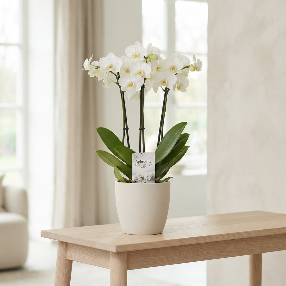 White Phalaenopsis Orchid ‘Goddess’ – 4 Stem, 12cm Pot