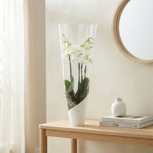 White Phalaenopsis Orchid – 4 Stem, 12cm Pot