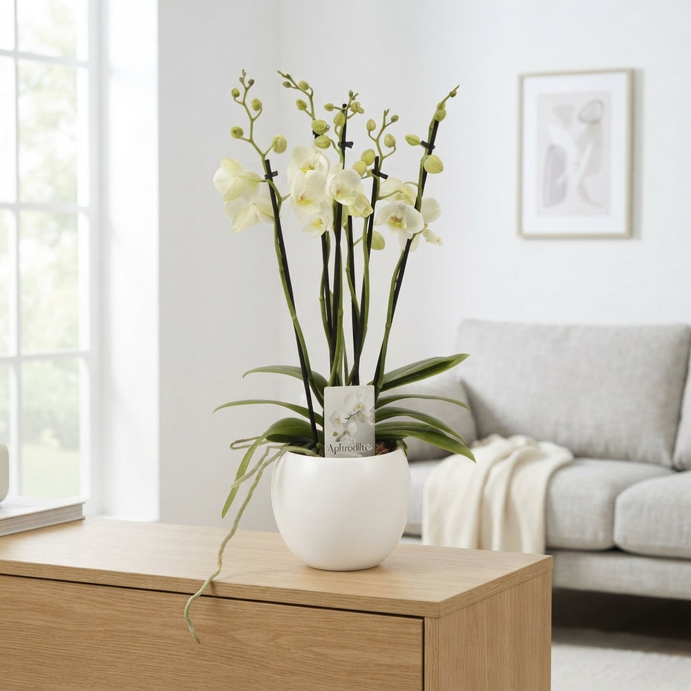 White Phalaenopsis Orchid – 6 Stems, 12cm Ceramic Pot