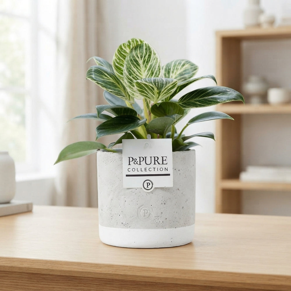 Philodendron White Wave – 12cm Pot, 35cm High