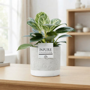 Philodendron White Wave – 12cm Pot, 35cm High