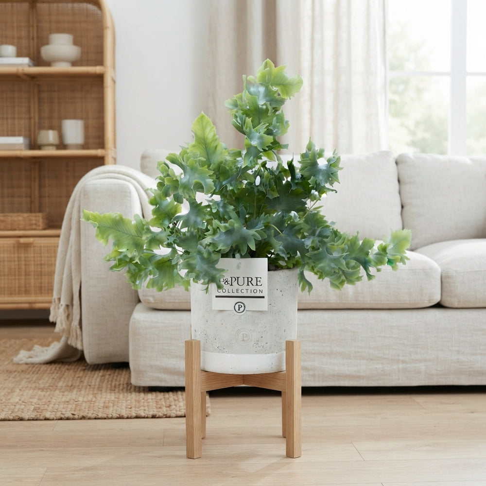 Phlebodium Davana Fern – 12cm Ceramic Pot