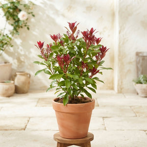 Japanese Pieris ‘Katsura’ – 17cm Pot