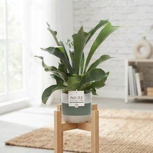 Staghorn Fern (Platycerium bifurcatum) – 12cm Pot