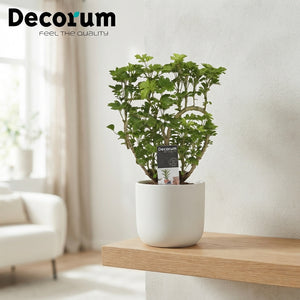 Heartleaf Polyscias – 12cm Pot, 45cm High
