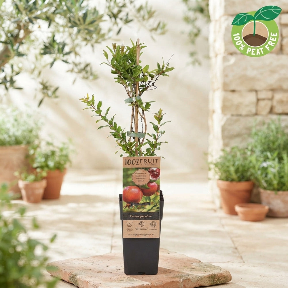 Pomegranate Plant (Punica granatum) – 15cm Pot, 50cm High