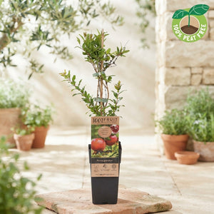 Pomegranate Plant (Punica granatum) – 15cm Pot, 50cm High