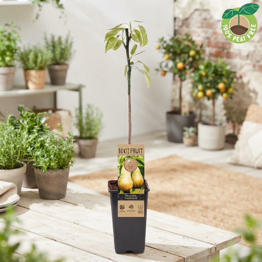 Conference Pear Tree (Pyrus communis) – 15cm Pot