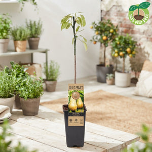 Conference Pear Tree (Pyrus communis) – 15cm Pot