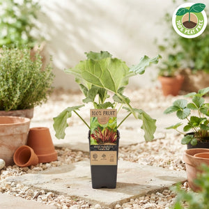 Rhubarb Plant (Rheum rhabarbarum) – 15cm Pot