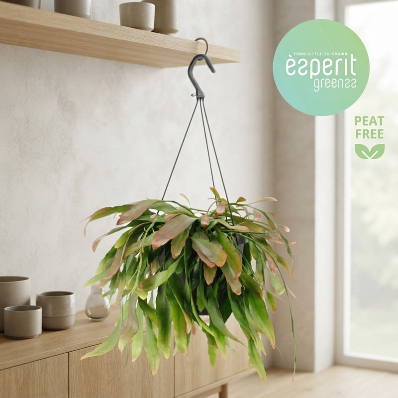 Red Coral Rhipsalis Cactus – 17cm Pot